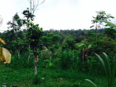 Dijual Tanah Luas View Sungai di Tegalalang Ubud Gianyar Bali