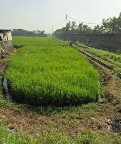 Di Jual Murah Tanah Sawah Luas Di Soreang Kabupaten Bandung